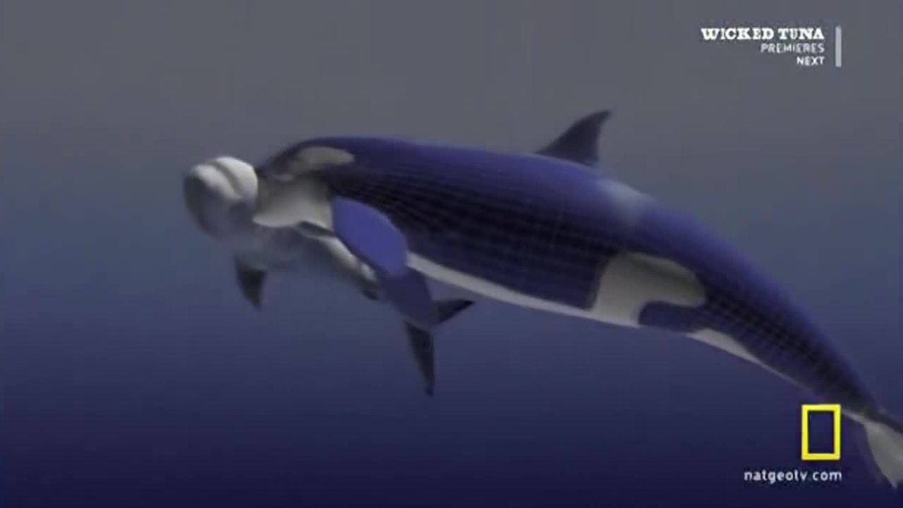 killer whale vs great white shark videos